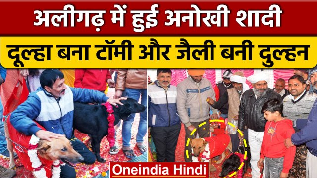 Aligarh में Tommy और Jelly की अनोखी शादी में बैंड, बाजा, बाराती के बाद रस्म अदायगी | वनइंडिया हिंदी