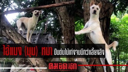 เขาคือพันธุ์เดียวกัน ไอ้แมง (มุม) "หมา" ปีนต้นไม้เก่งจนนึกว่าเลี้ยงลิง