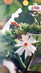 तुमच्या दारात प्राजक्ताचं झाड आहे का