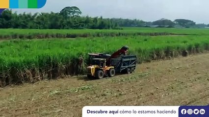 OT 8553-PAUTA-PREROLL