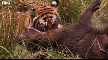 Tiger Attack and Eat Deer - Animal Fighting   ATP Earth