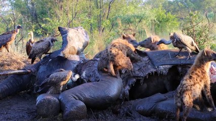 Unbelievable! Lion Attack Hyena   ATP Earth