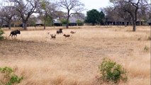 Wild Dogs Hunting - Watch What Happen Next In Nature, Animal Fighting   ATP Earth