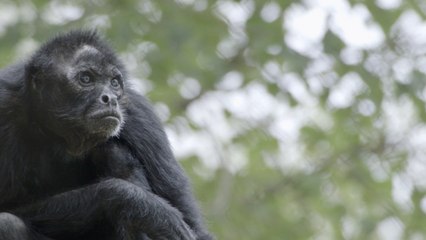 Fish Oil Is Incredibly Important For This Spider Monkey