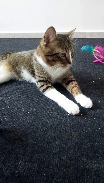 A Cute Little Tabby Cat (11)