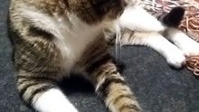 A Cute Little Tabby Cat (1)