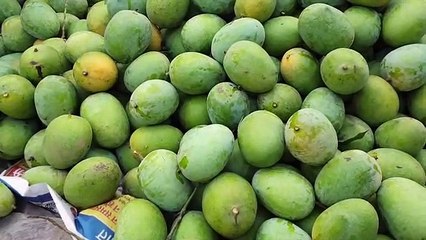 कोलकाता में भागलपुर के लगड़ा आम ने दी दस्तक