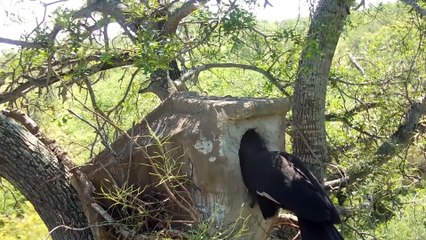 Wow! Amazing Hunt of Hungry Leopard - Animals Video   ATP Earth