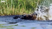 Wild Dogs Killed by Male Lion and Crocodile - Animal Fighting   ATP Earth