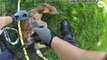 Caught on camera_ Officer rescues baby deer tangled in net _ USA TODAY