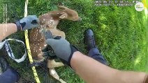 Caught on camera_ Officer rescues baby deer tangled in net _ USA TODAY