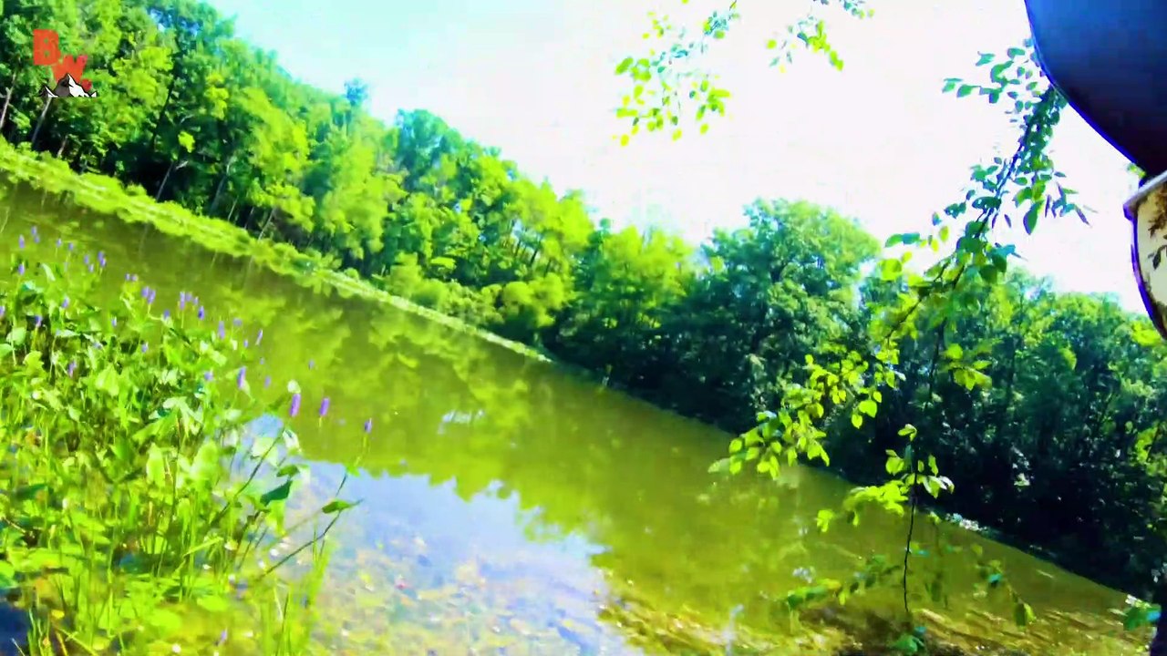 VERY RARE Island Turtle Found!