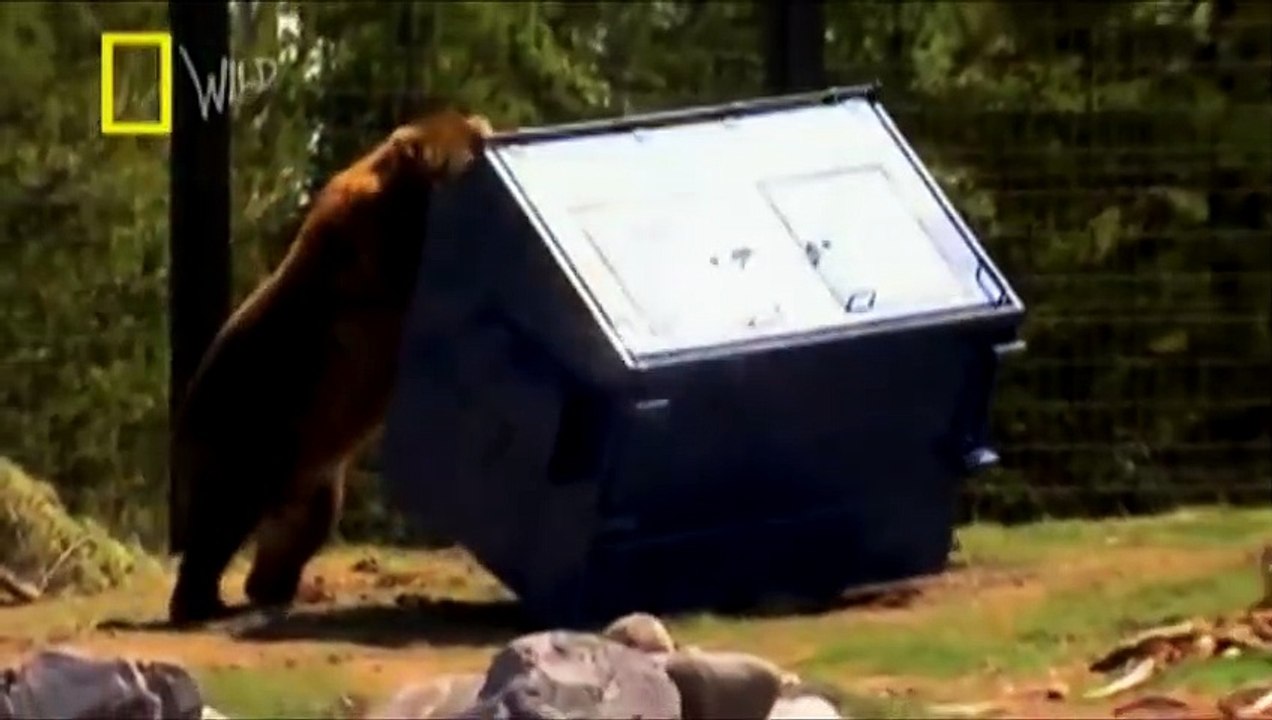 3Grizzly vs Polar Bear   + Jaguar vs Leopard winner