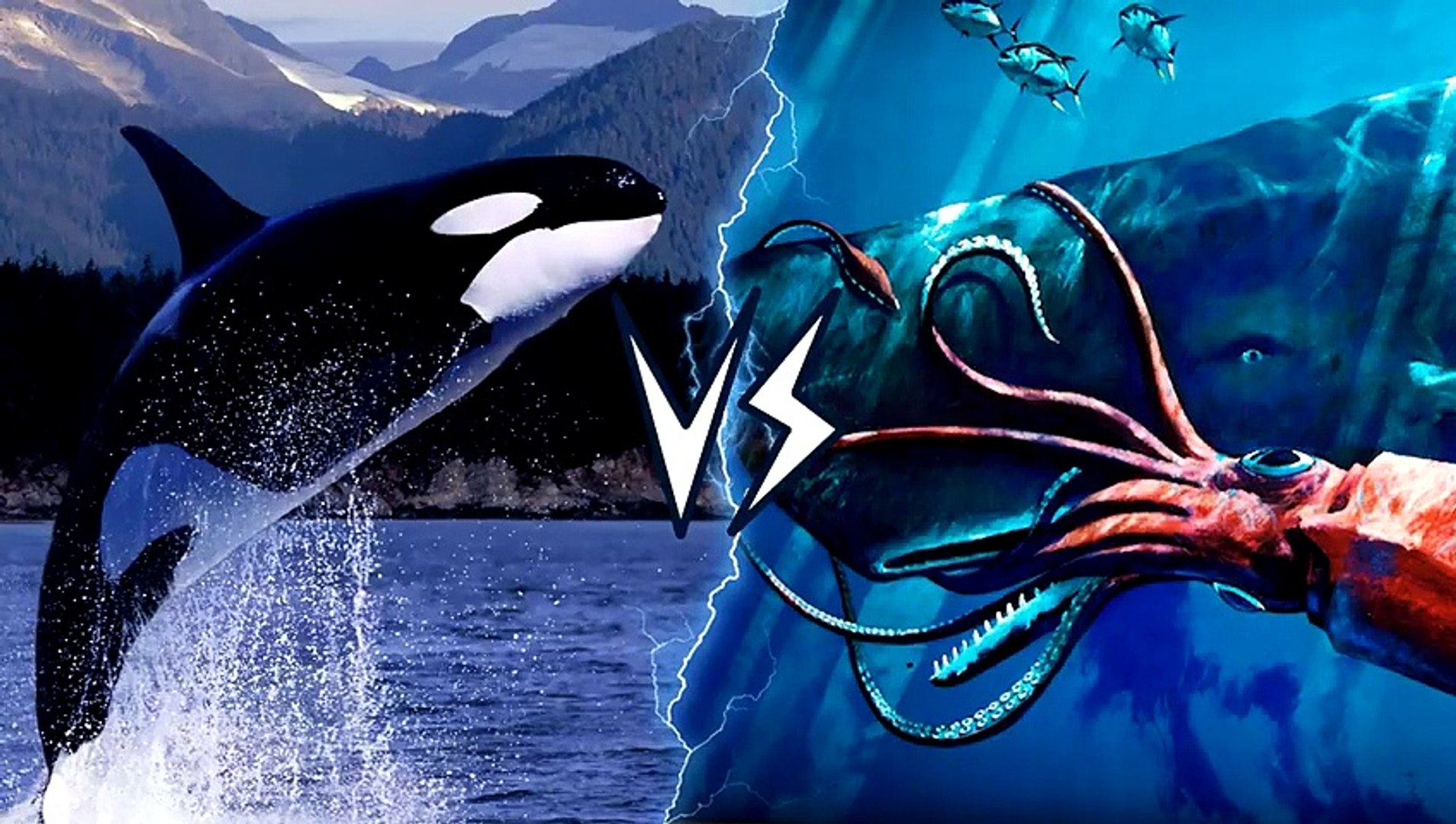 Killer Whale Vs Sperm Whale New Research Reveals Full Diversity Of