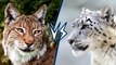 8Lynx vs Snow Leopard   +Hippo vs White Rhino winner