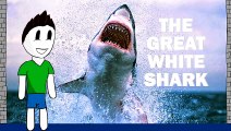 Too Deadly For Aquariums -The Great White Shark