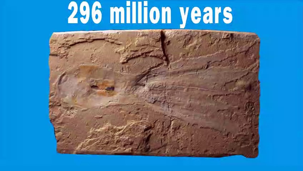 Could it become the King of the oceans-The Octopus