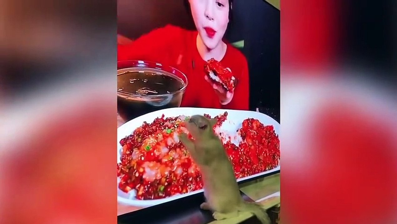 Unglaubliche Tiermomente, Die Von Der Kamera Festgehalten Wurden!