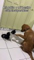 Perrito extraña a su amigo gatuno