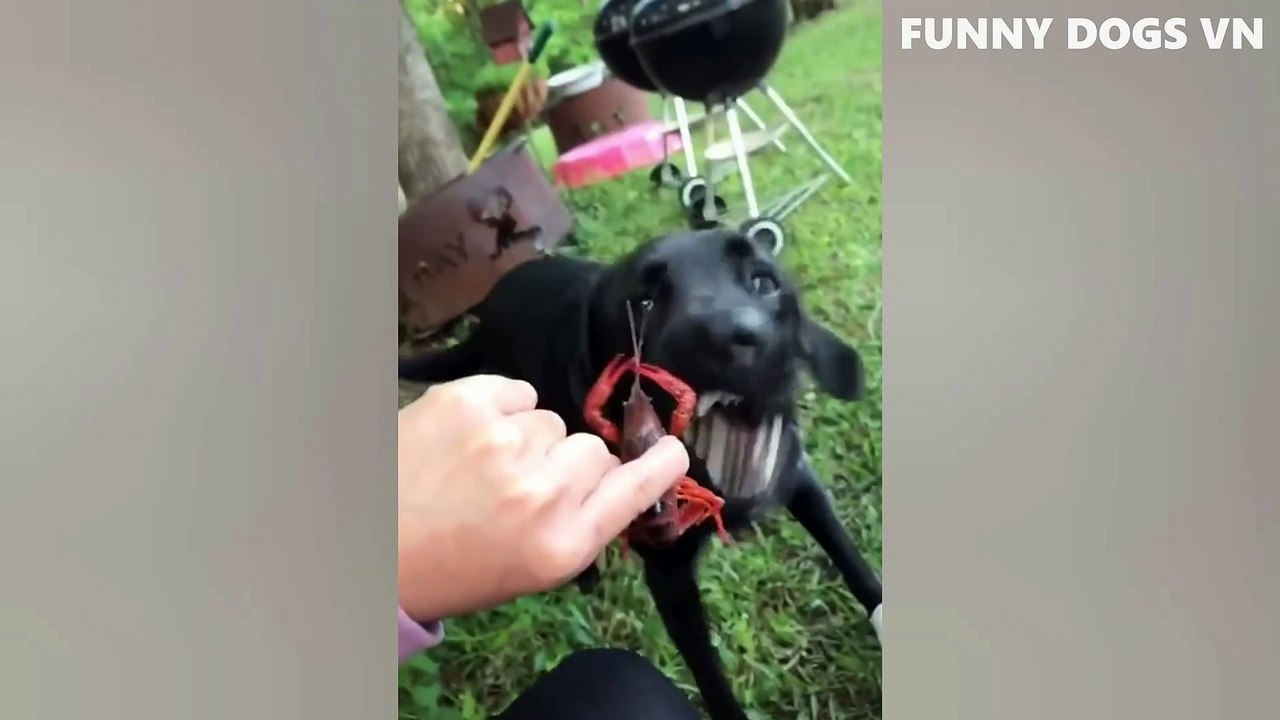 Funniest Animals Video - Funny Dogs And Cats - Try Not To Laugh Animals