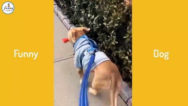 Funniest Animals Funny animal videos can't help but laugh