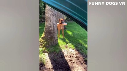 Funniest Animals Video - Funny Dogs And Cats - Try Not To Laugh Animals 2022_2