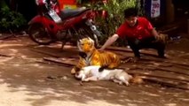 Fake Lion vs Real Dog Prank Funny Video Try not to Laugh