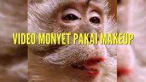 Video Lucu Monyet Pakai Makeup Genit & Bikin Ngakak   Kumpulan Video Binatang Lucu Banget