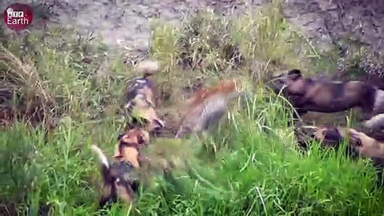 Alone Hyena Attacked by Wild Dogs