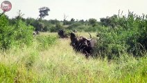 Buffalo Fight to Death with Lion - Animal Wild Life