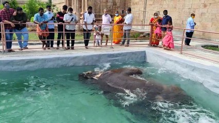 Stunning elephant swims in a pool!