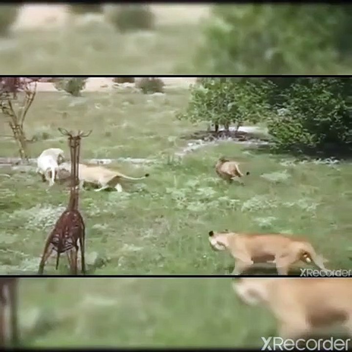 البقاء للأقوي مواجهة شرسه بين اسد ابيض واسود الغابه العنيفة صراع من اجل الأرض