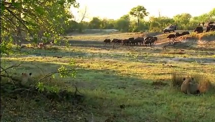 جاموس سيىء الحظ يُصعق عندما يستيقظ من النوم ليجد نفسه أمام أنياب الأسد