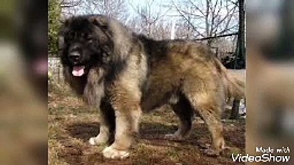 أشرس 10 كلاب حول العالم