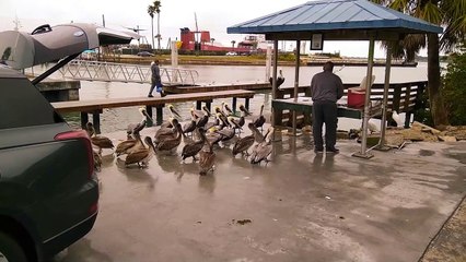 Fisherman Feeds Pod of Hungry Pelicans