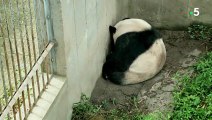 Naissance de bébé panda en direct - ZAPPING SAUVAGE