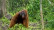 L'orang-outan, notre cousin si proche - ZAPPING SAUVAGE