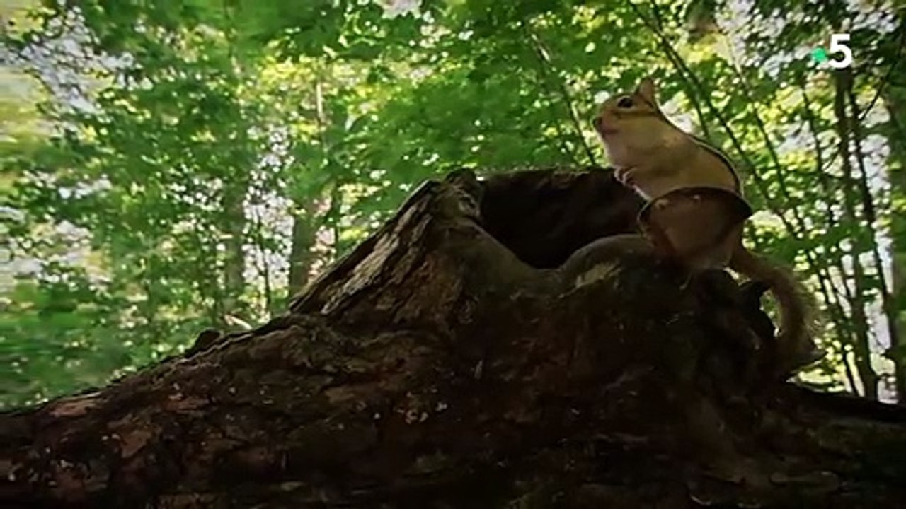 Les folles aventures du chipmunk en forêt - ZAPPING SAUVAGE
