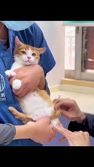Cat's video funny #cat #cats video