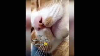 New Funny Videos 2023  Cutest Cats and Dogs  Part 132