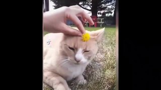New Funny Videos 2023  Cutest Cats and Dogs  Part 136