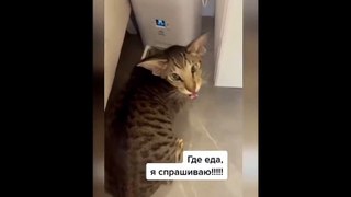 New Funny Videos 2023  Cutest Cats and Dogs  Part 139