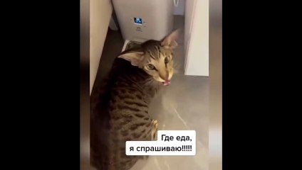 New Funny Videos 2023  Cutest Cats and Dogs  Part 139