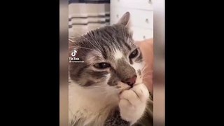 New Funny Videos 2023  Cutest Cats and Dogs  Part 140