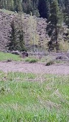 Grizzly Bear Charges at Car