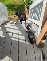 Dog Goes Up Stairs Backwards