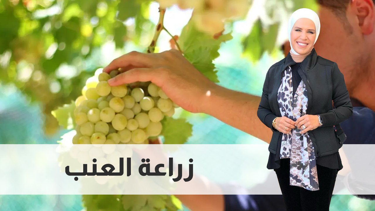 زراعة العنب
