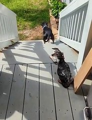 Dog Goes Up Stairs Backwards