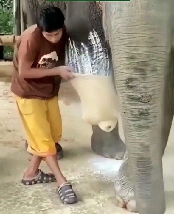 Voici une prothèse synthétique pour éléphant