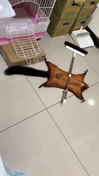 Cet écureuil fait semblait de s'être fait mal